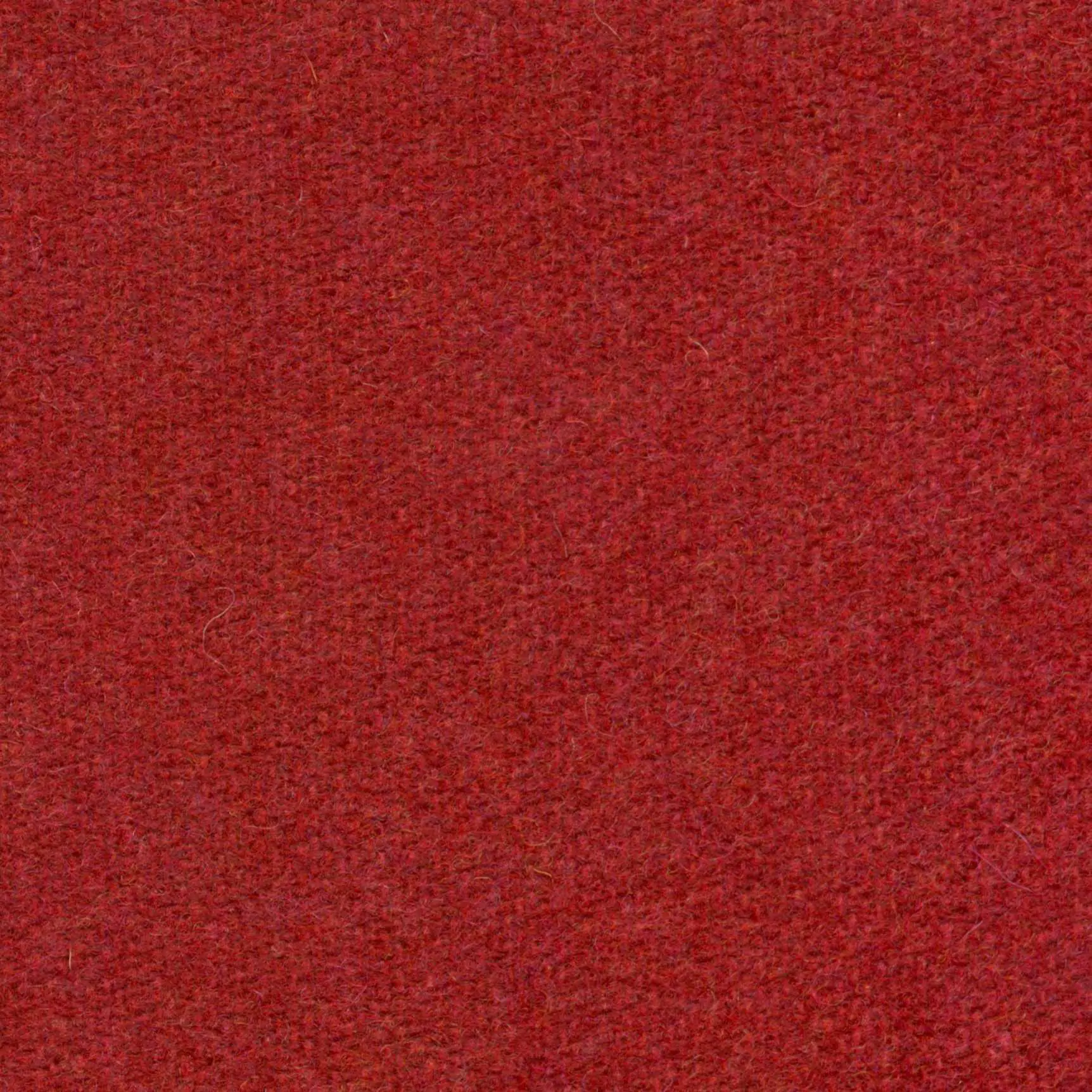 Strawberry 504 | Savoy FR