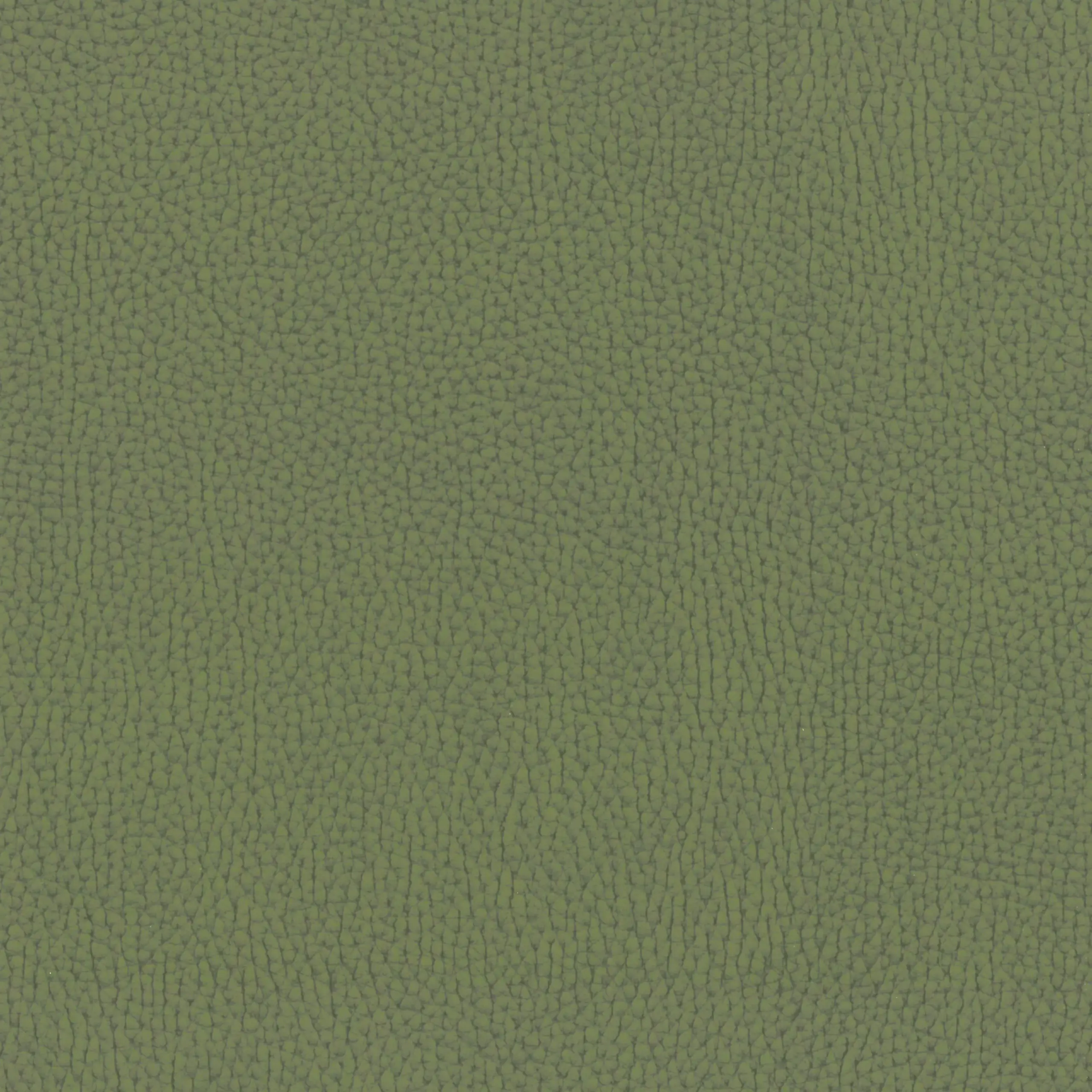 Olive 046 | Nestor