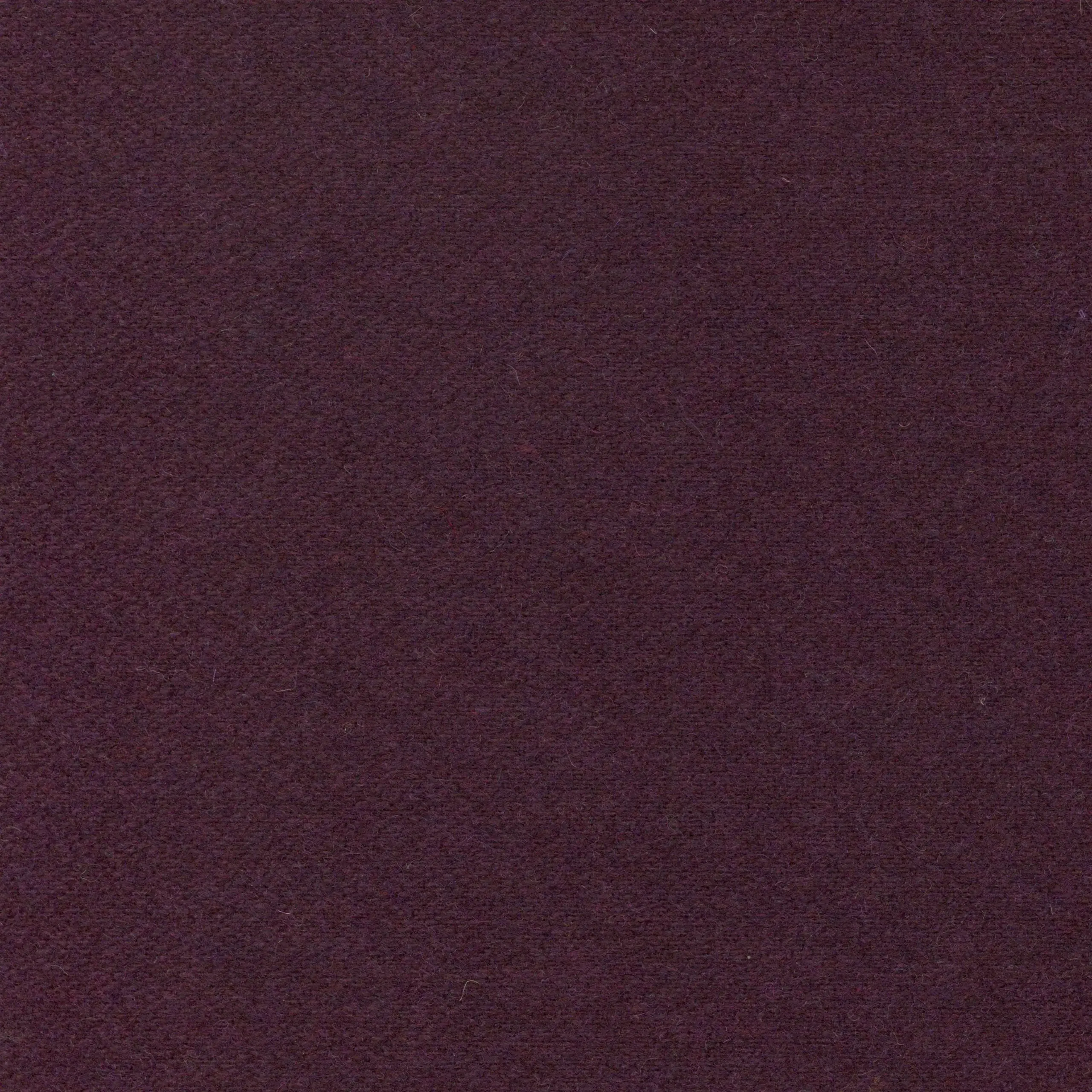 Eggplant 12 | Wool