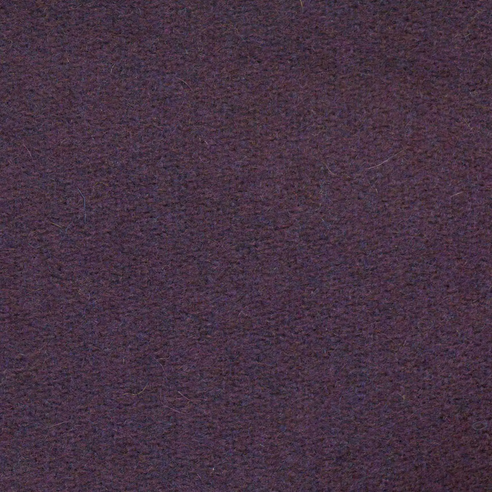 Violet 498 | Savoy FR