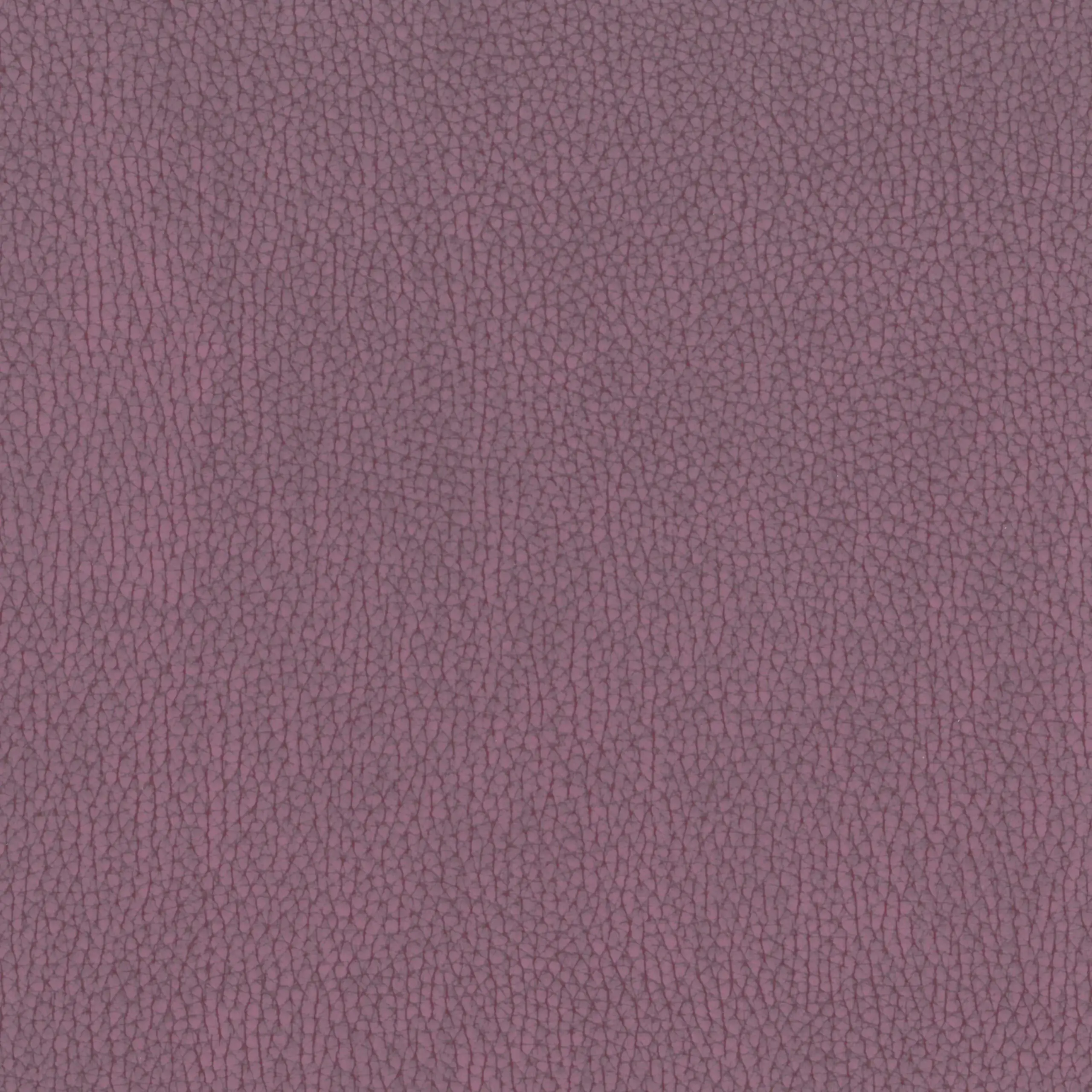 Berry 044 | Nestor