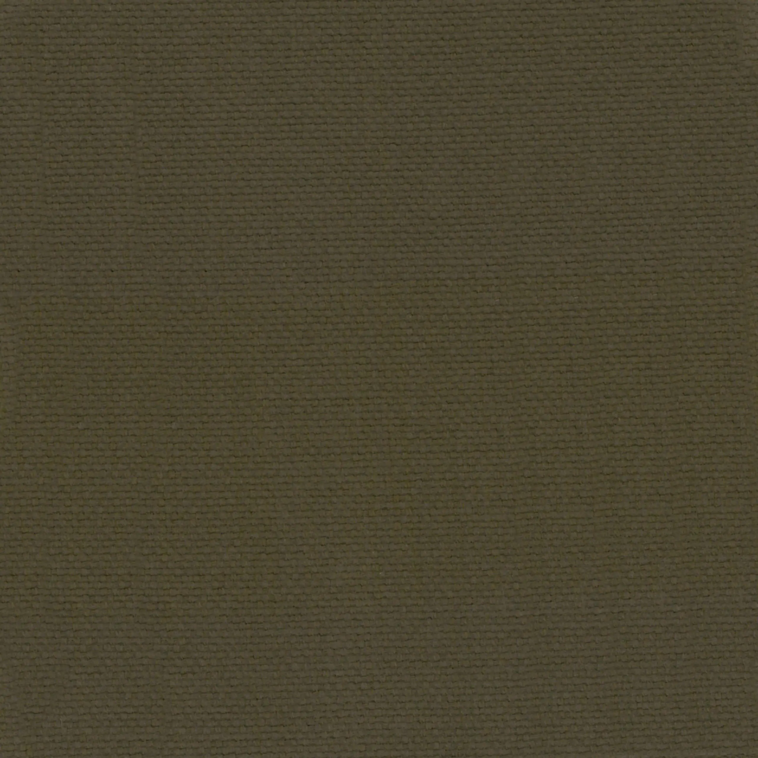 Chestnut 20 | Ringo