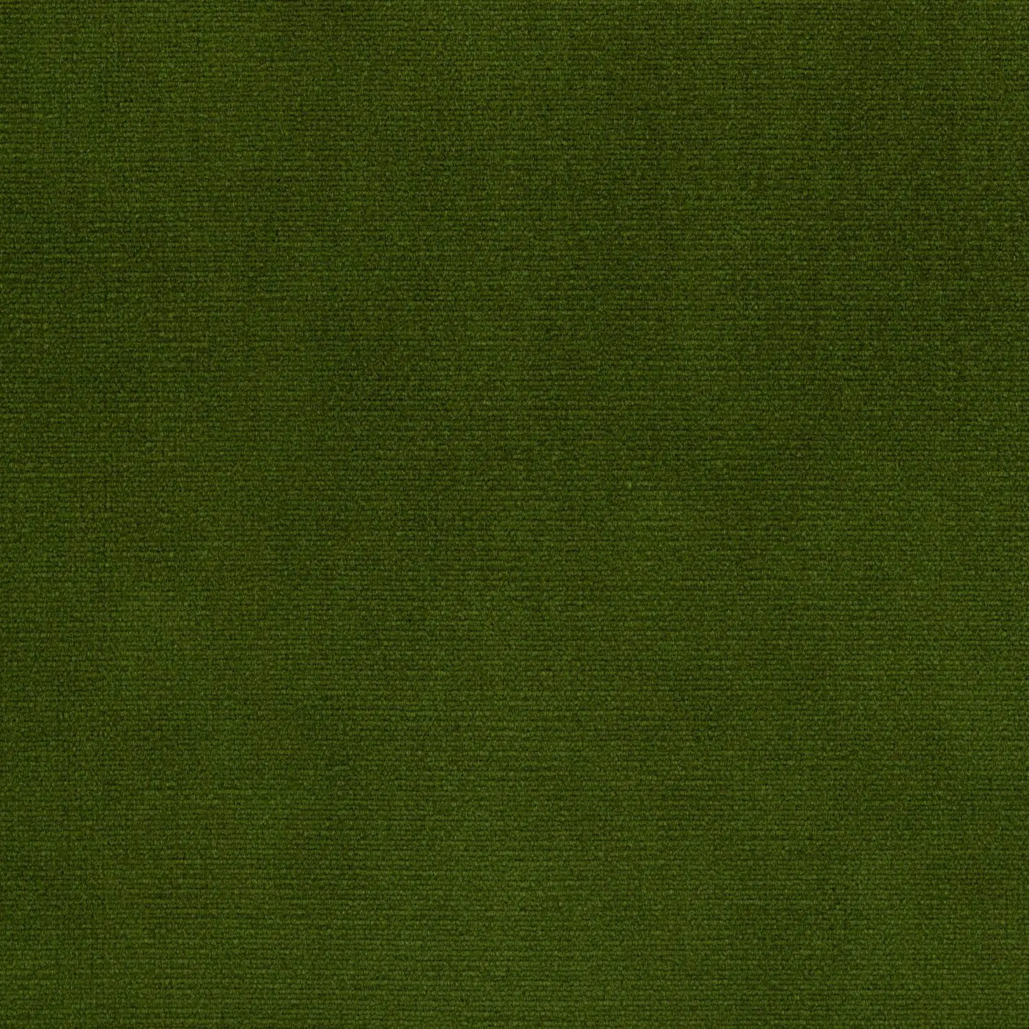 Cactus 34 | Plato
