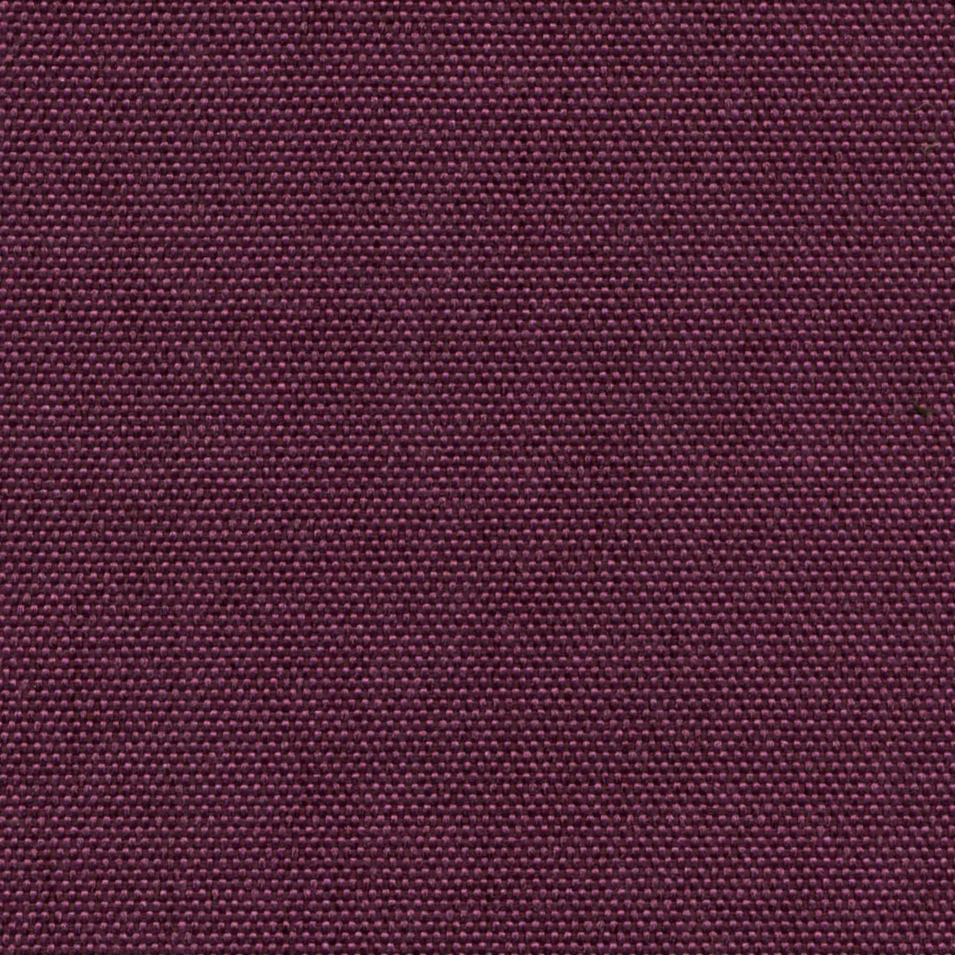 Magenta 703 | Petrus