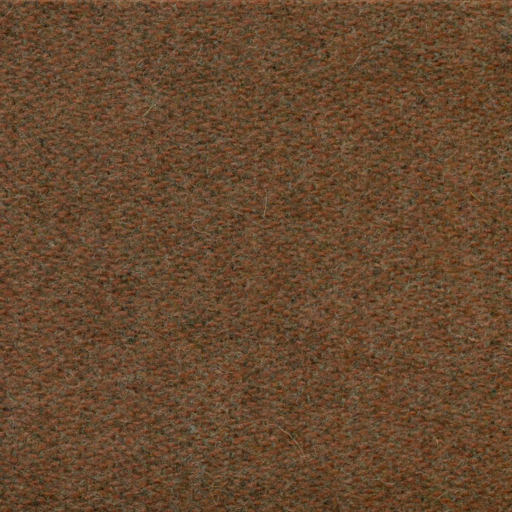 Ginger 525 | Savoy FR