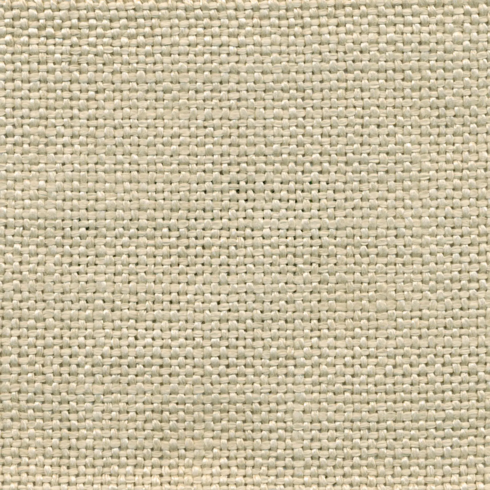 Calico 4 | Salma