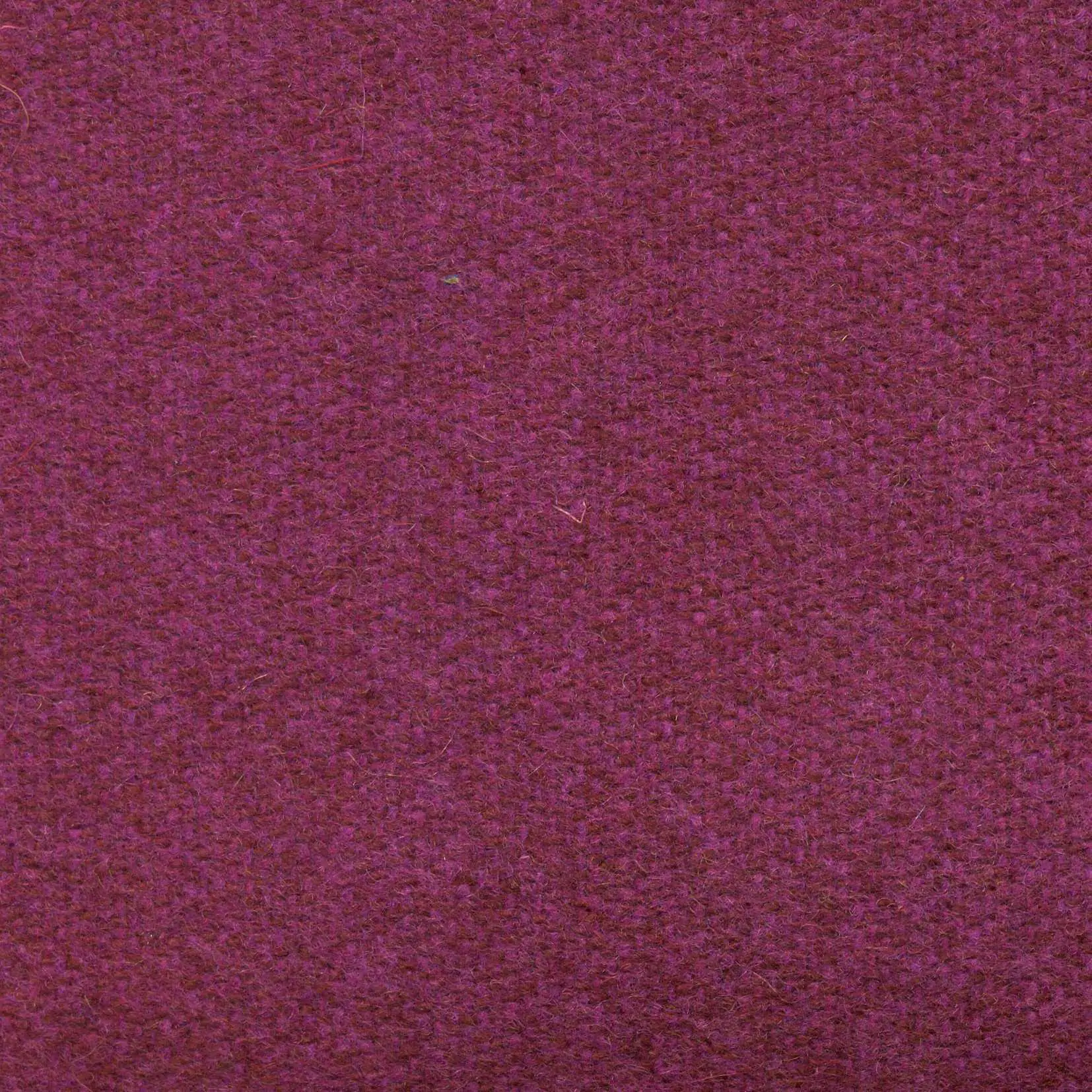 Dahlia 499 | Savoy FR