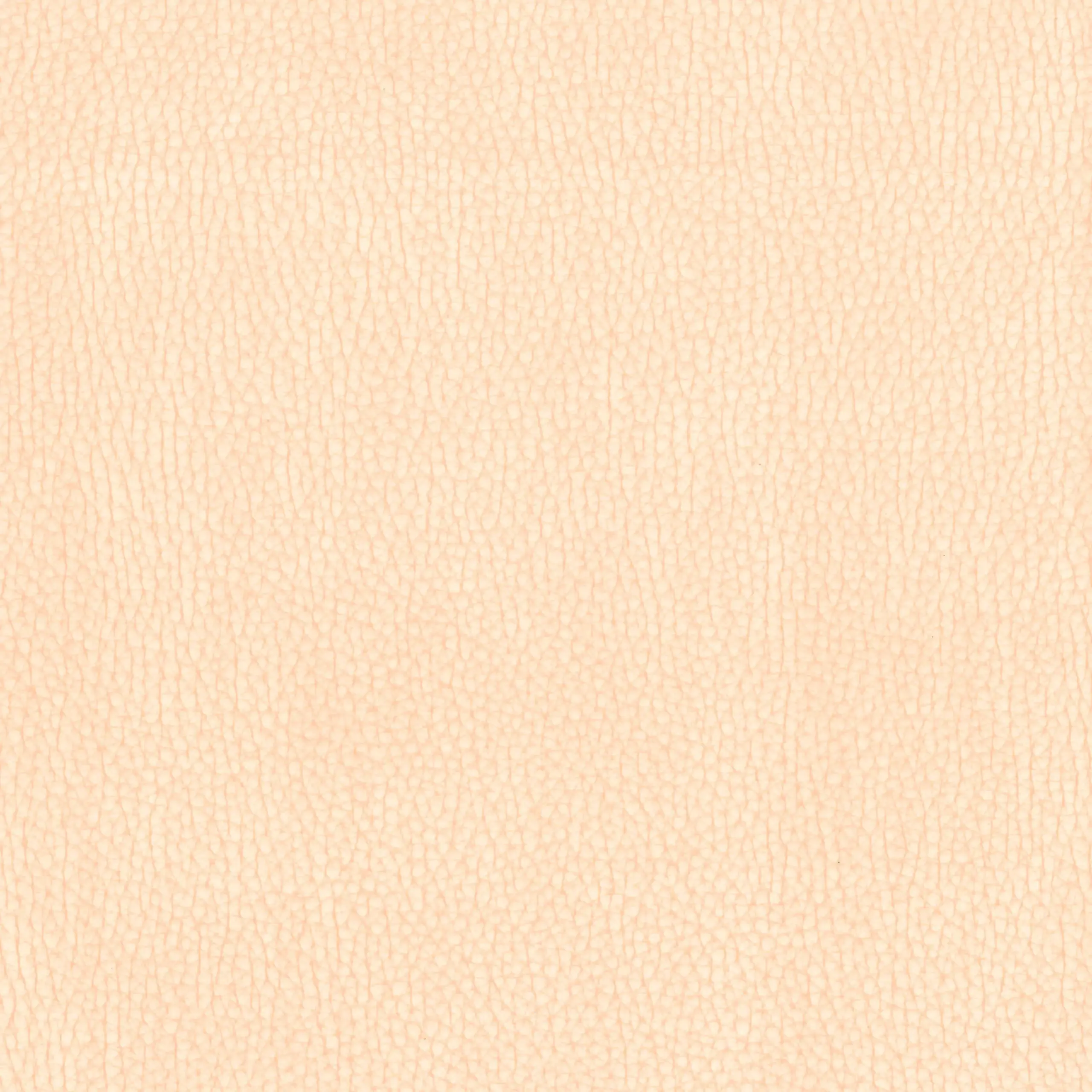 Rose 037 | Nestor