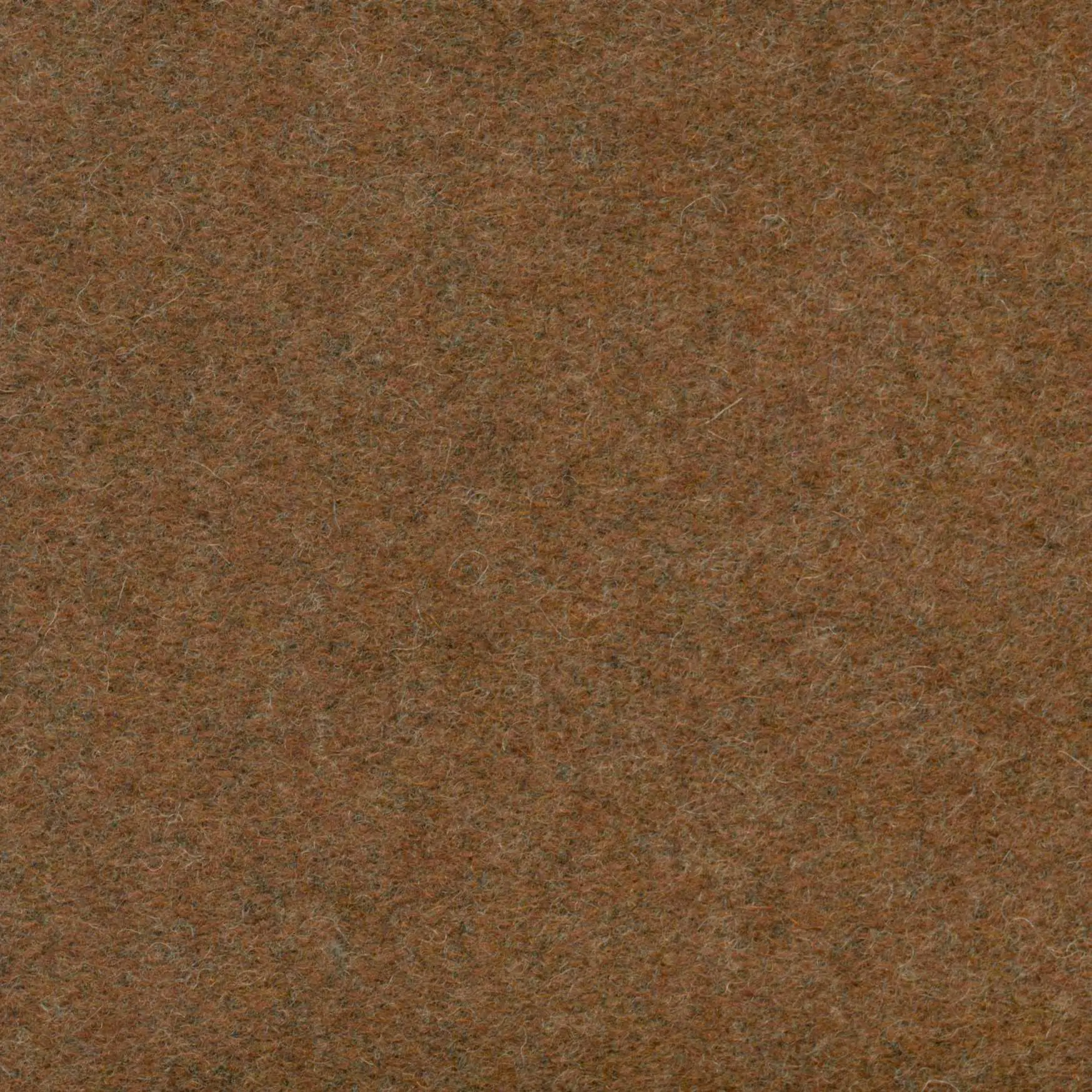 Nut 486 | Savoy FR