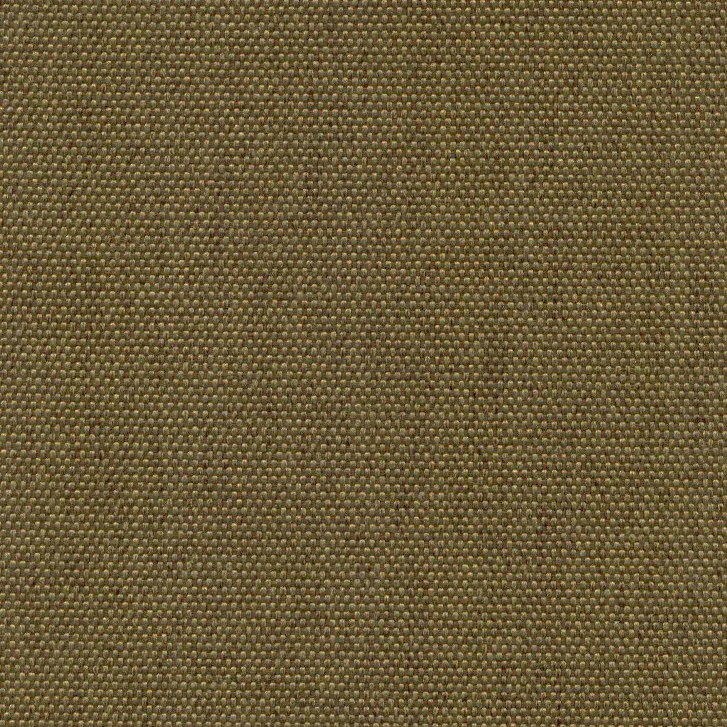 Iguana 502 | Petrus