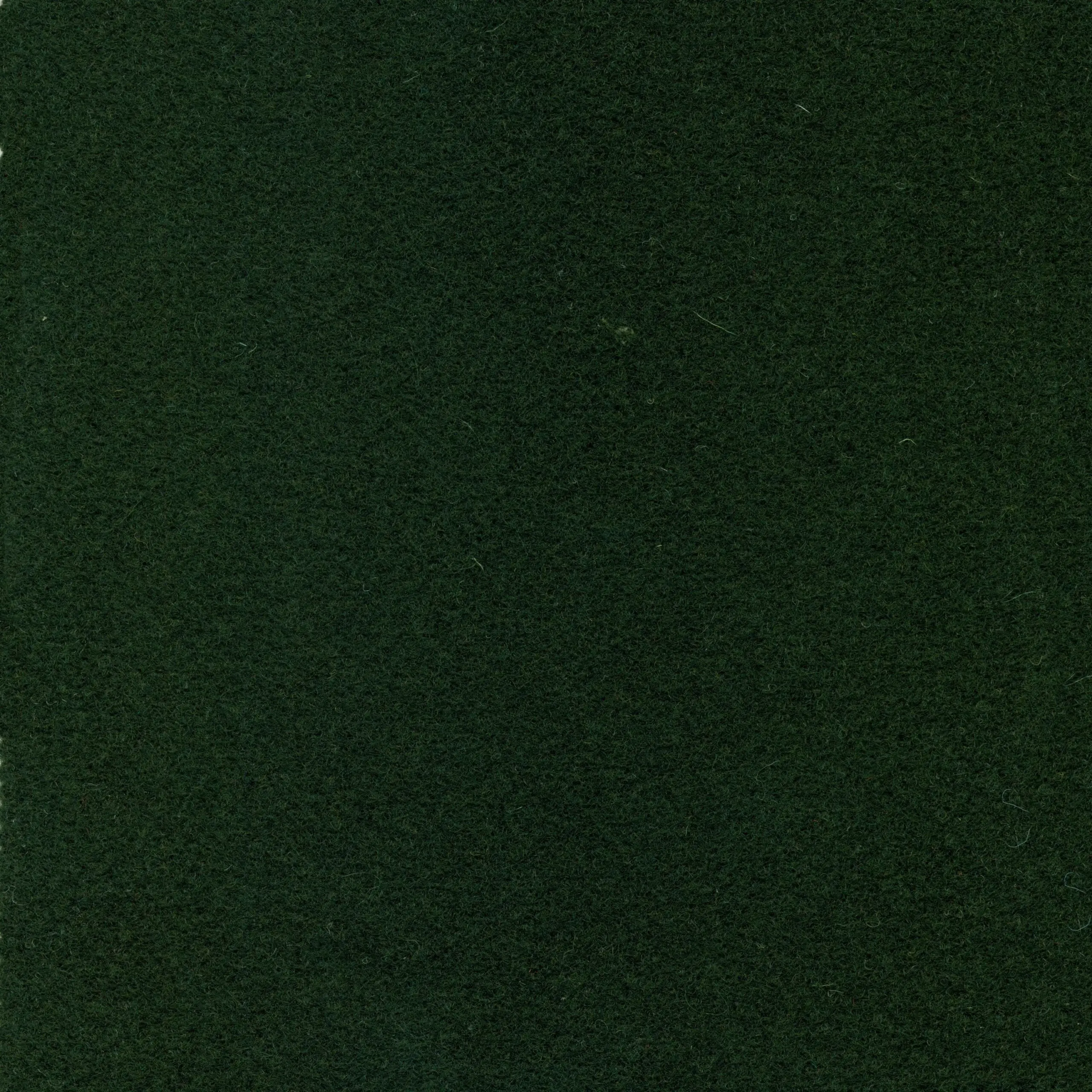 Palm 077 | Walt