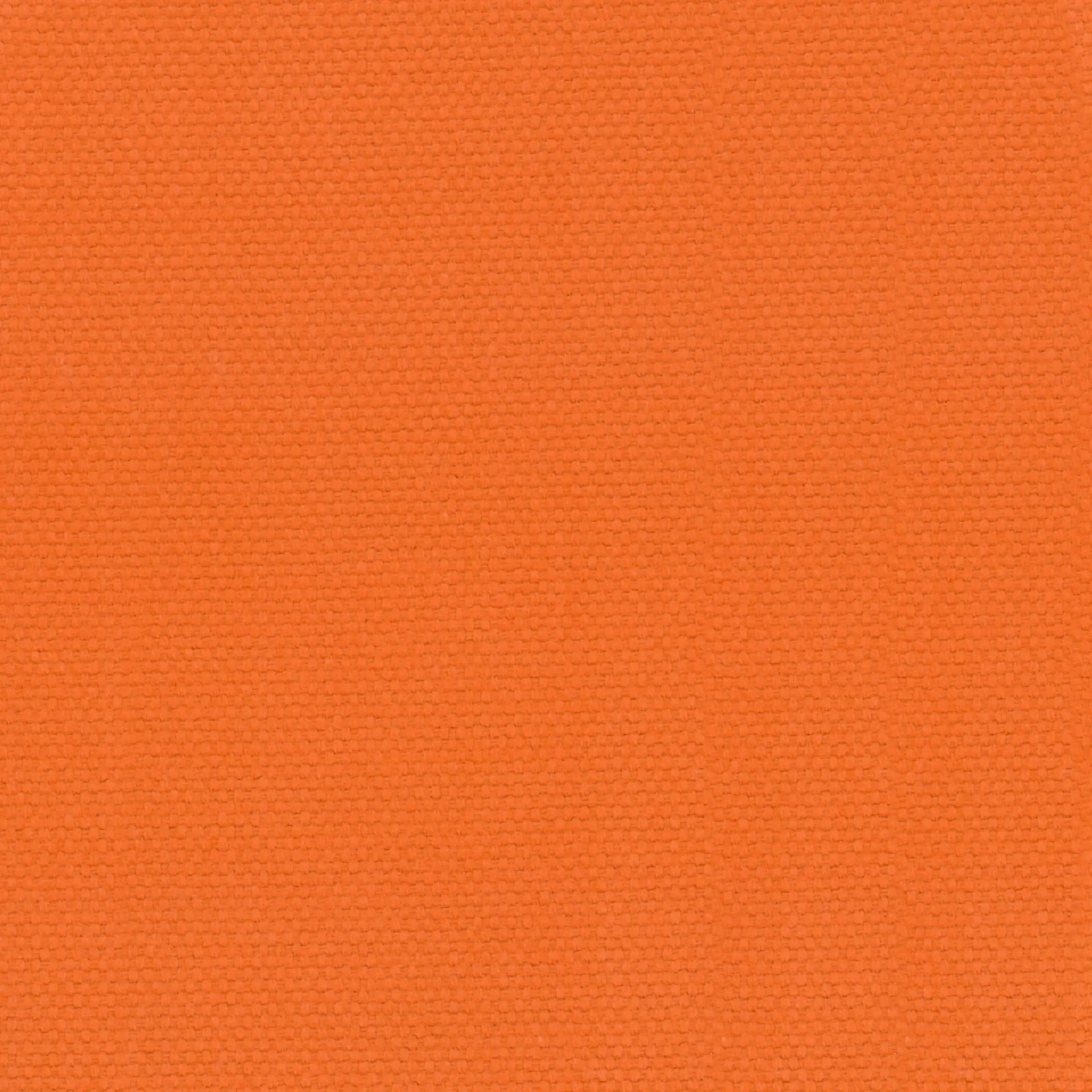 Apricot 10 | Ringo