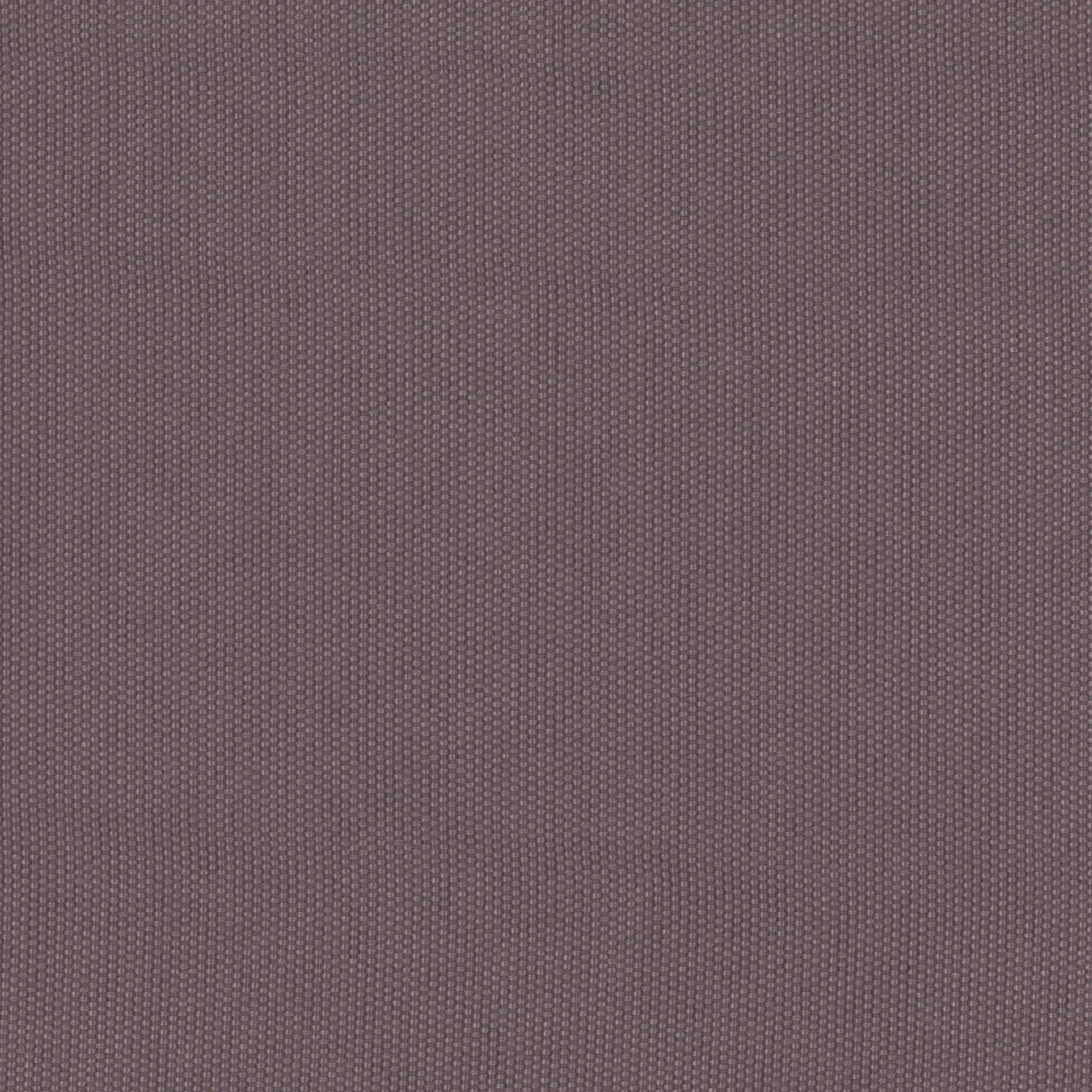 Hyacinth 50 | Ricardo FR