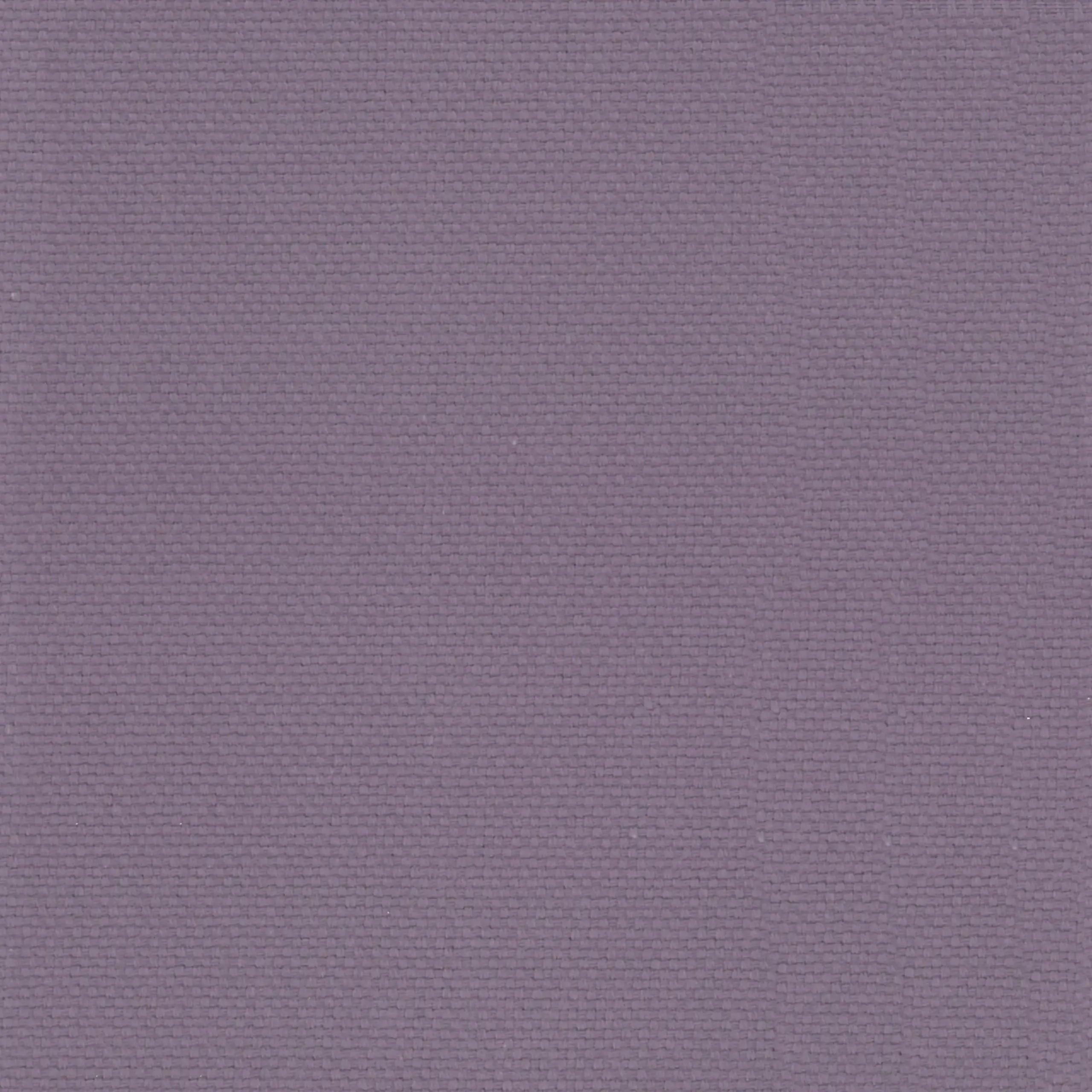 Lilac 34 | Ringo