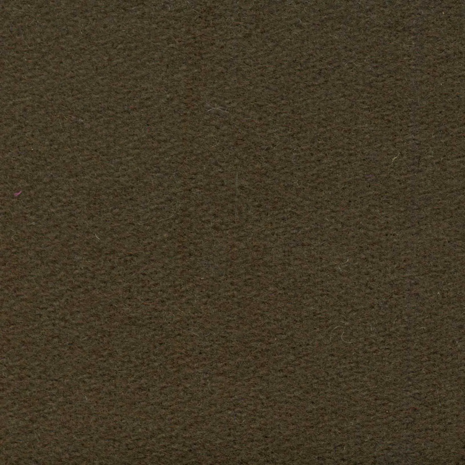 Bear H485 | Savoy FR