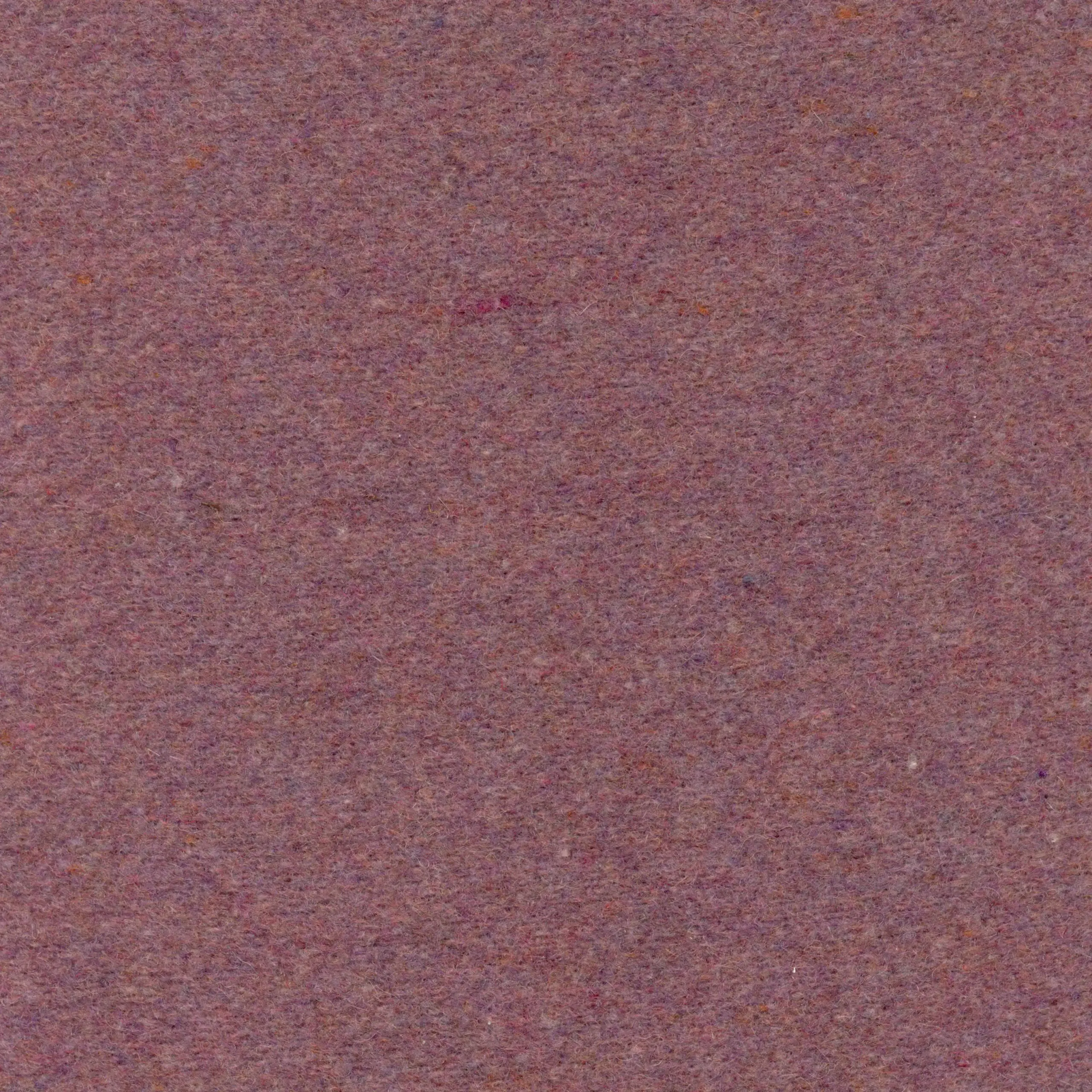 Crocus 001 | Norma