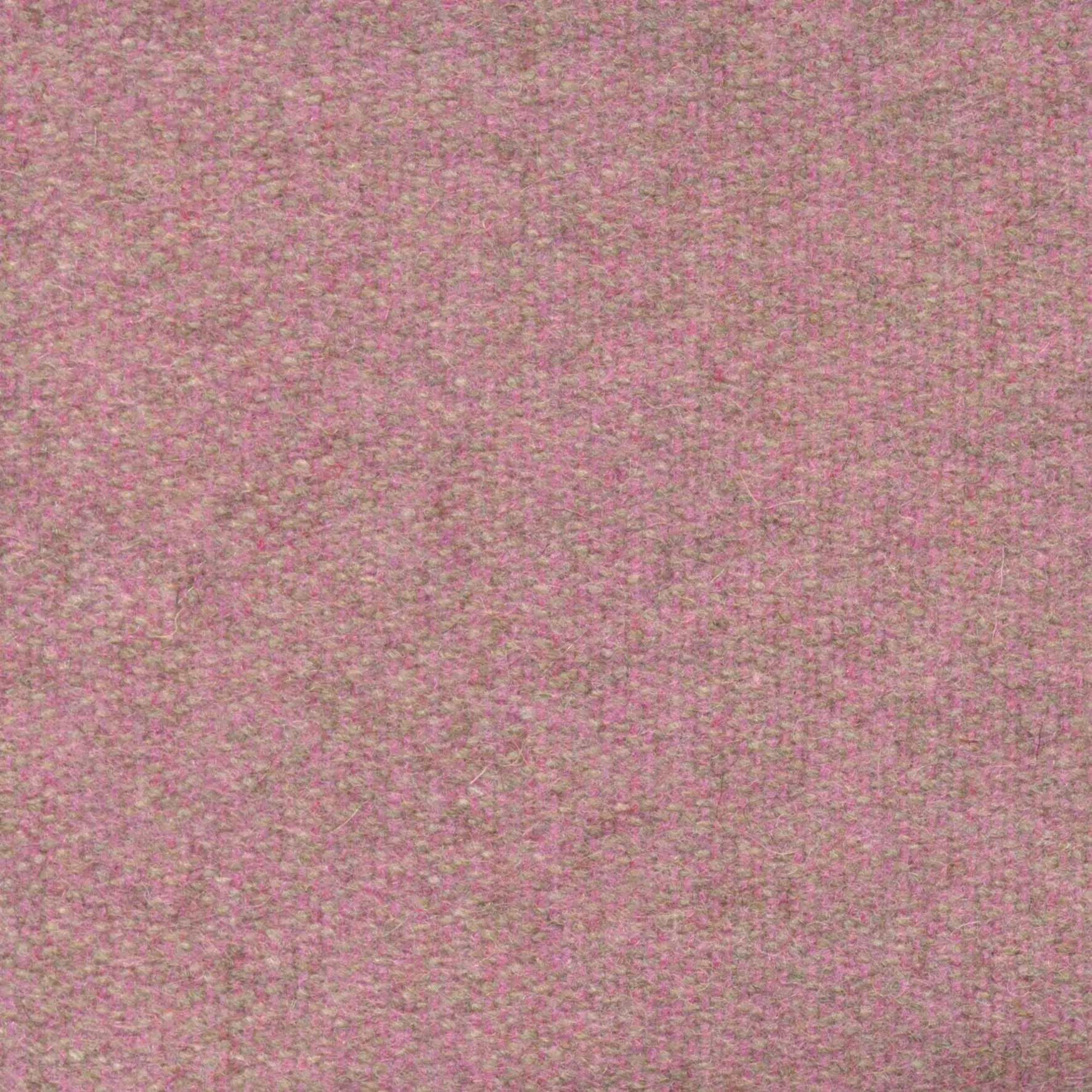 Guava 446 | Savoy FR