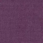 Crocus 701 | Petrus