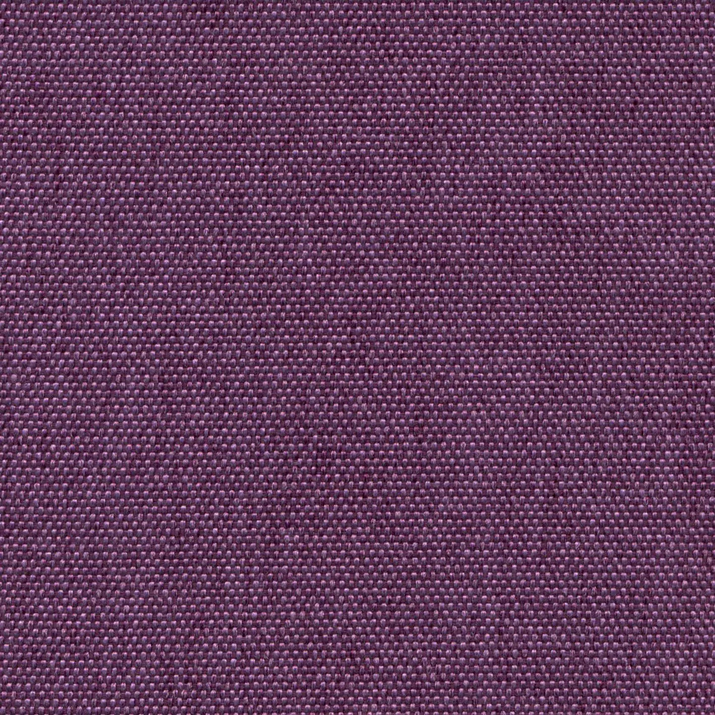 Crocus 701 | Petrus