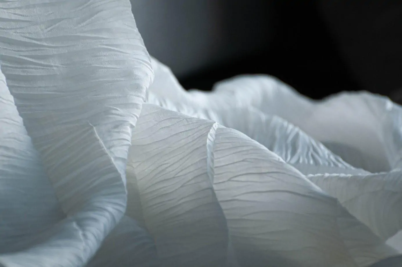 Snow 01 | Philo