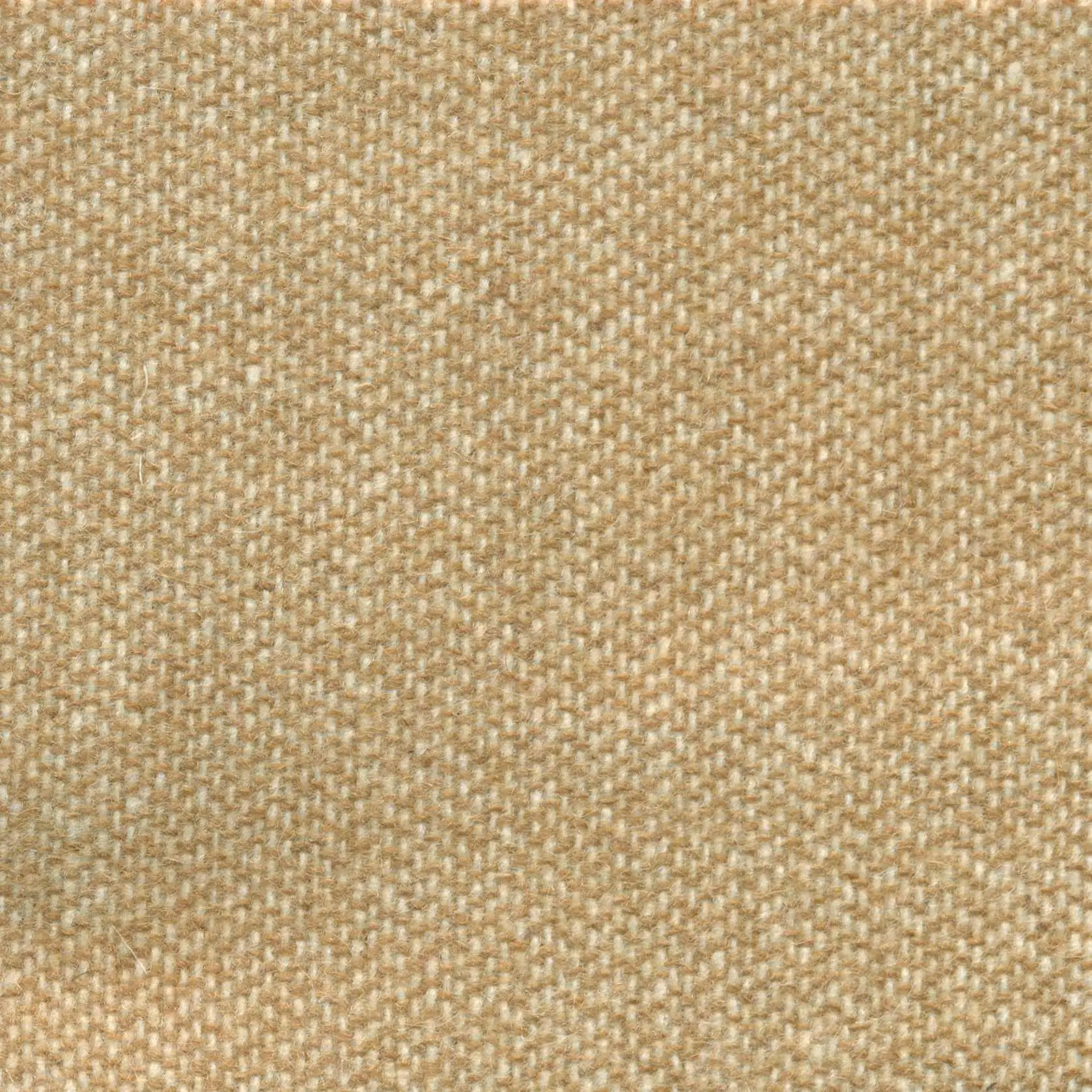 Custard 527 | Savoy FR