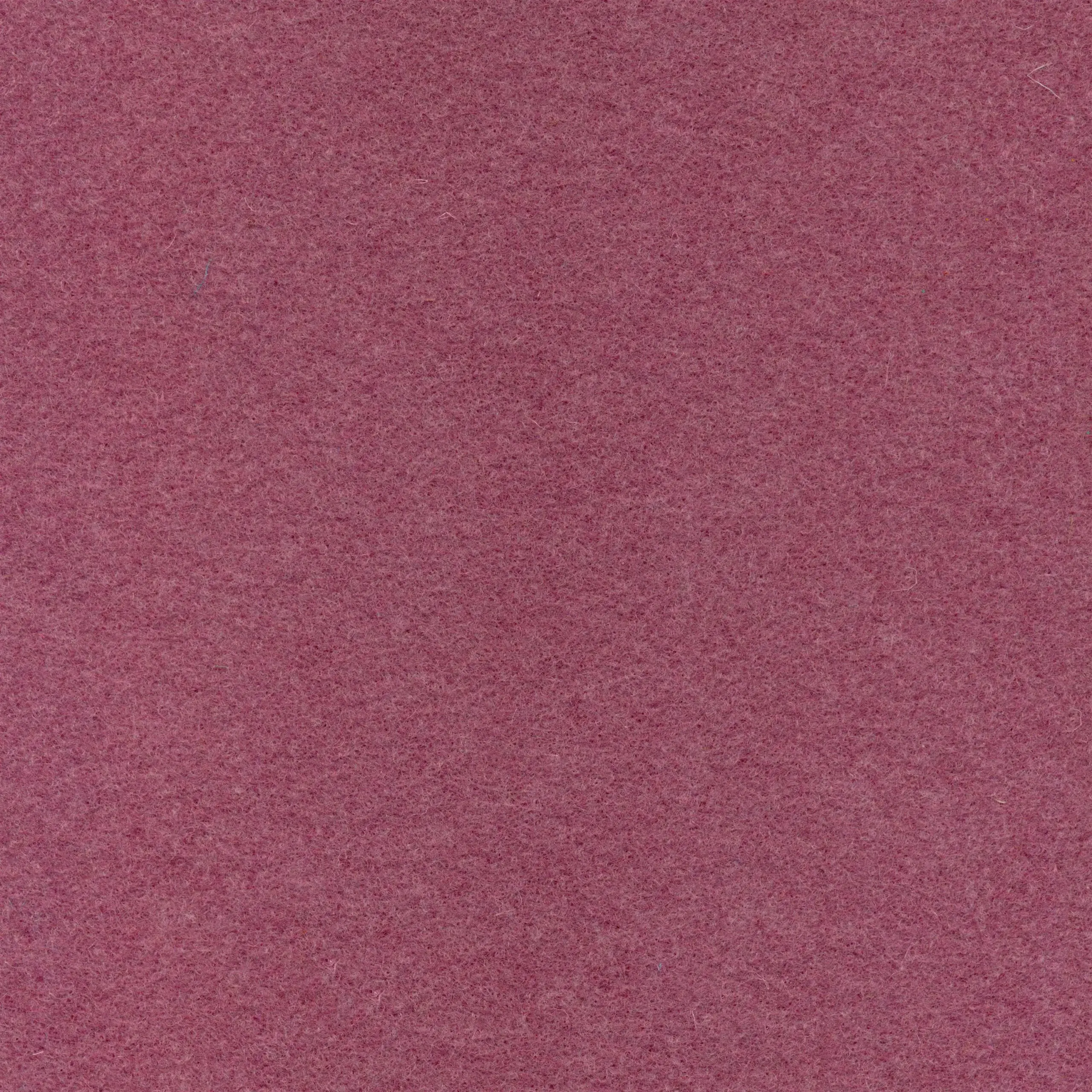 Crocus 601 | Walt