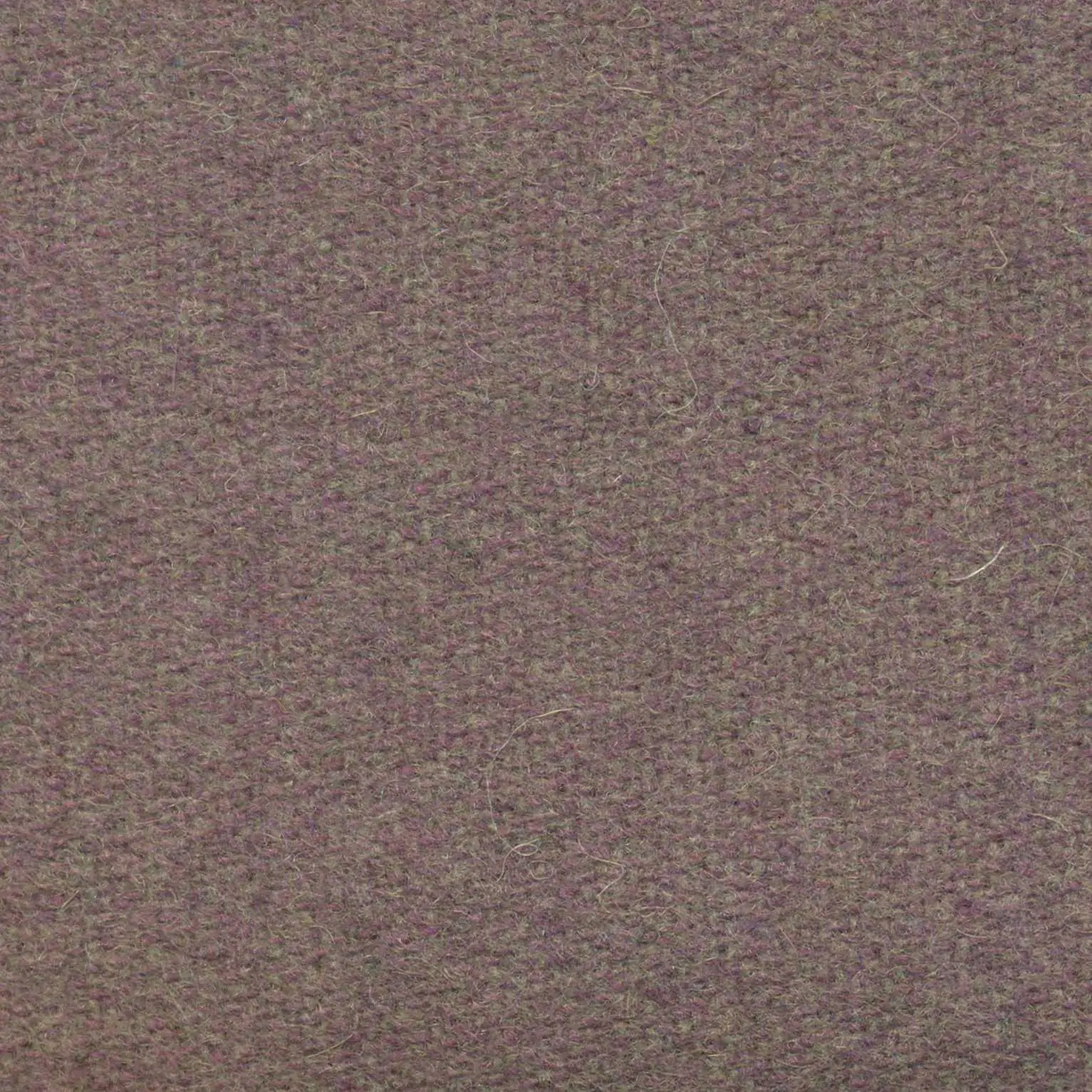 Iris 496 | Savoy FR