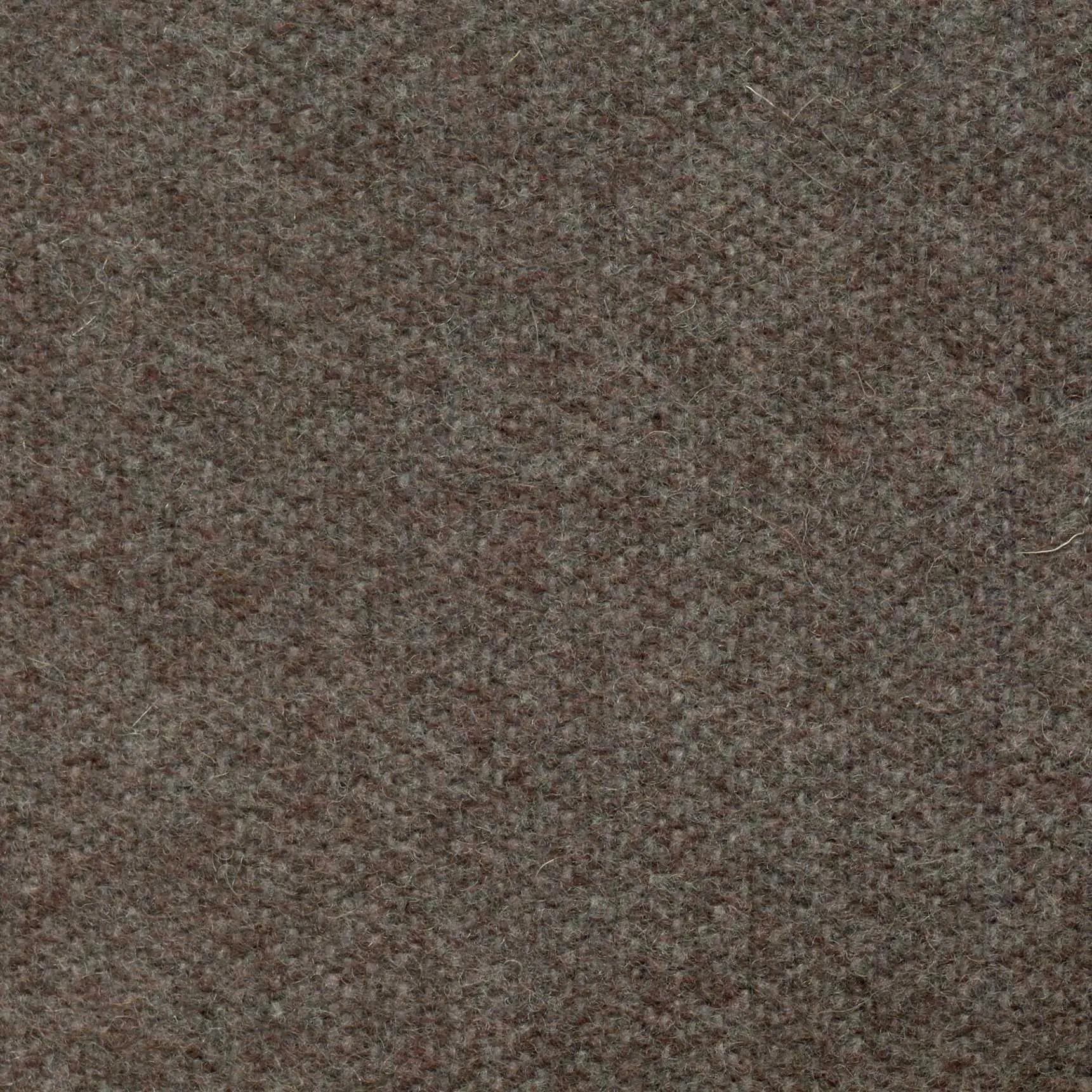Calico 490 | Savoy FR