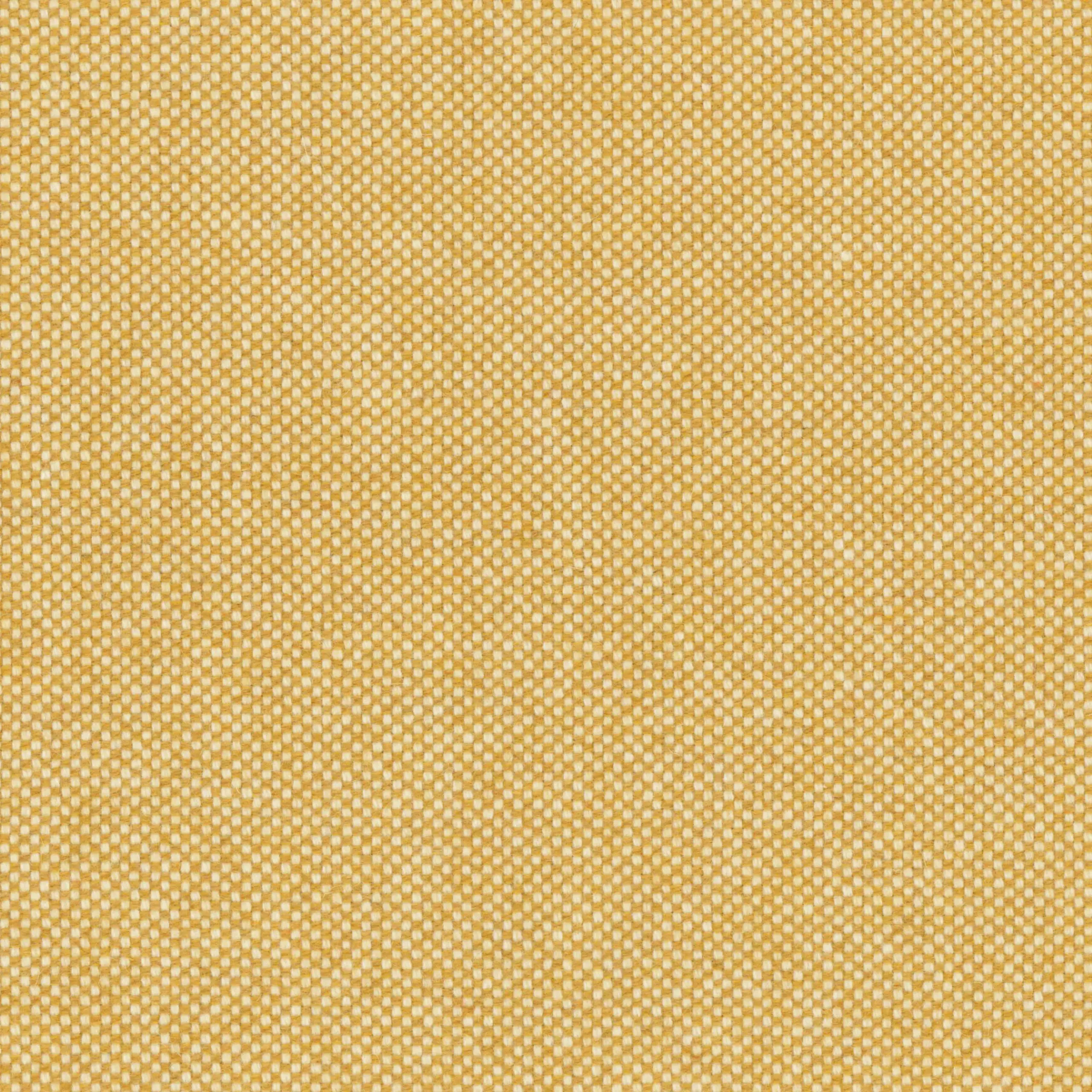 Honey Gold 41 | Punti