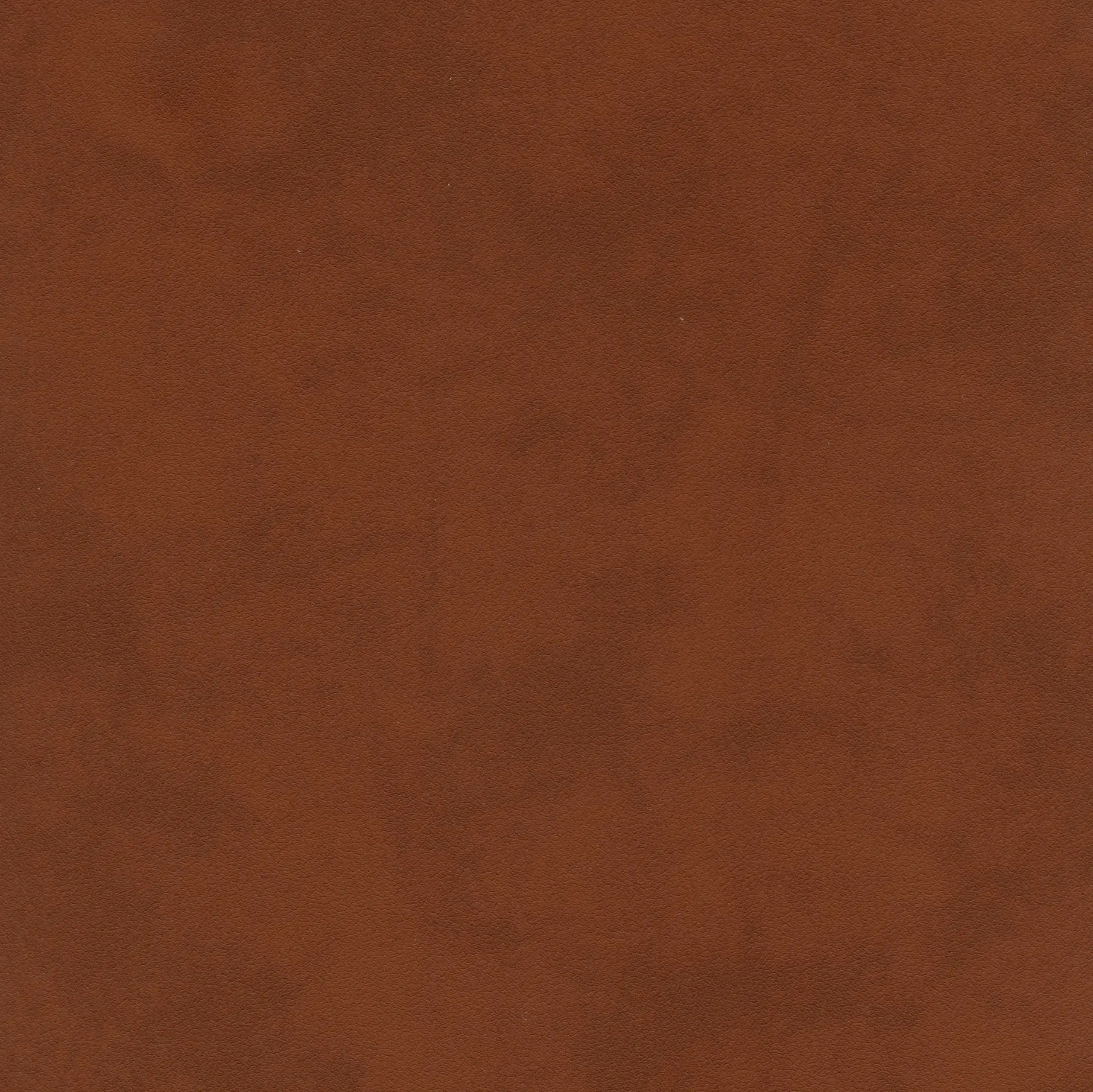 Glazed Ginger 10 | Tanami