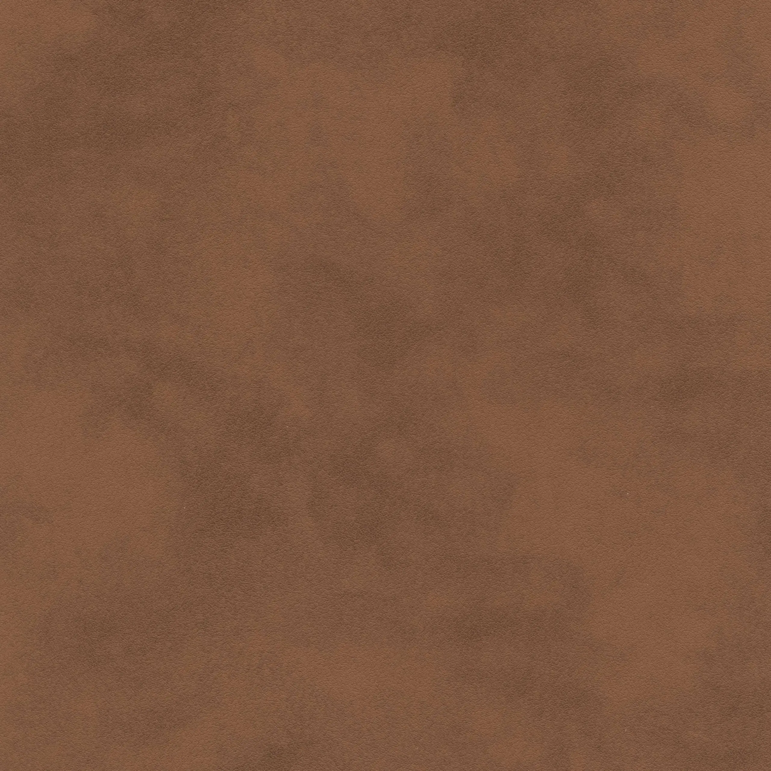 Thrush 02 | Tanami