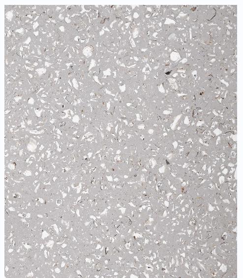 Oyster Shell Regenerated
