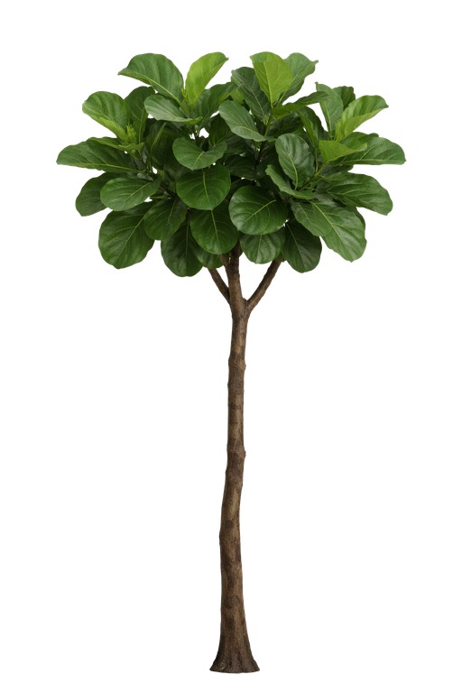 Ficus