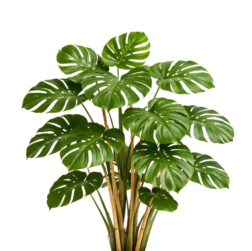 Monstera