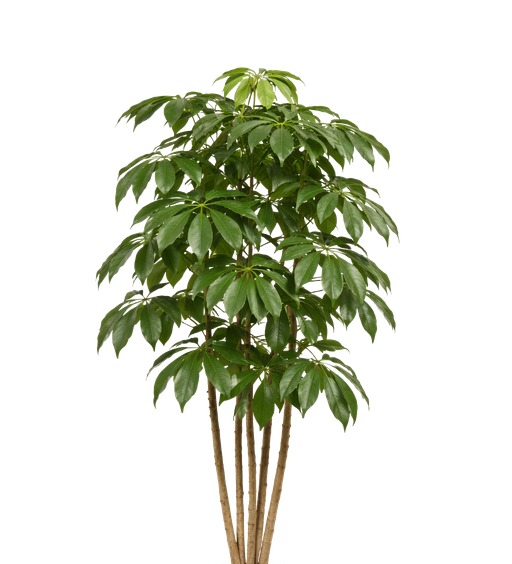 Schefflera
