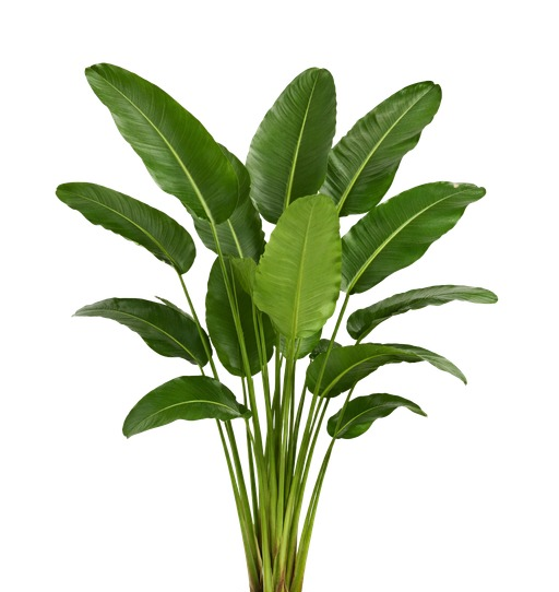 Strelitzia